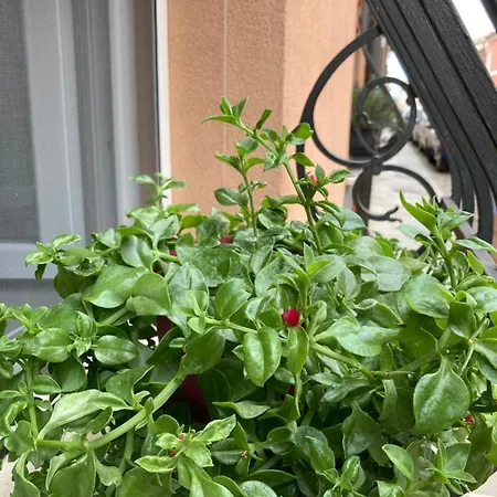 Guest house Da Mattia 3*