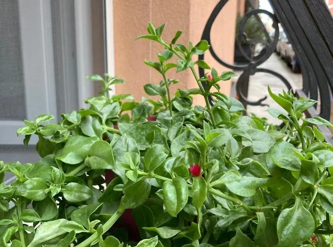 بيت ضيافة Da Mattia 3*