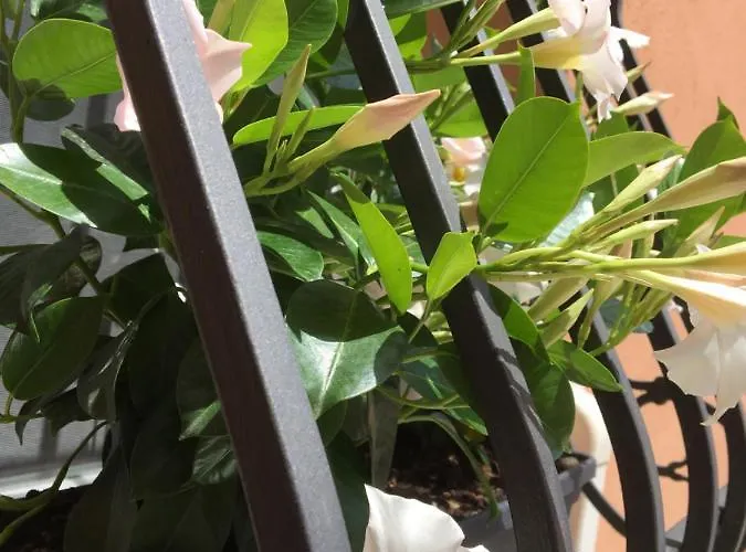 بيت ضيافة Da Mattia كوماكيو